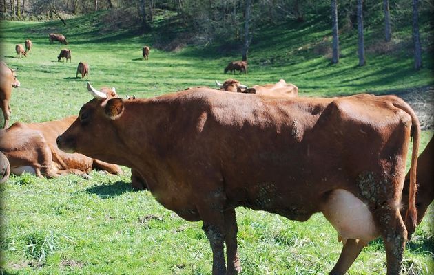 Sous l'oeil de la dent #1