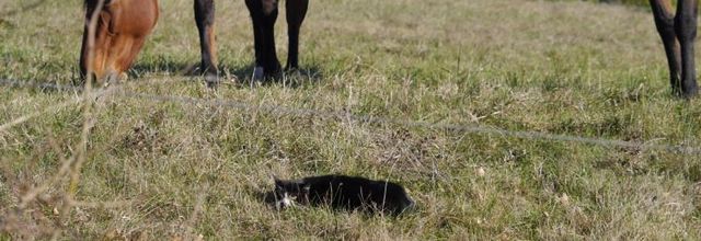 Le chat et les chevaux (A & A et Cie n° 64)