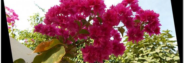 Les fleurs du Sénégal et ses fruits