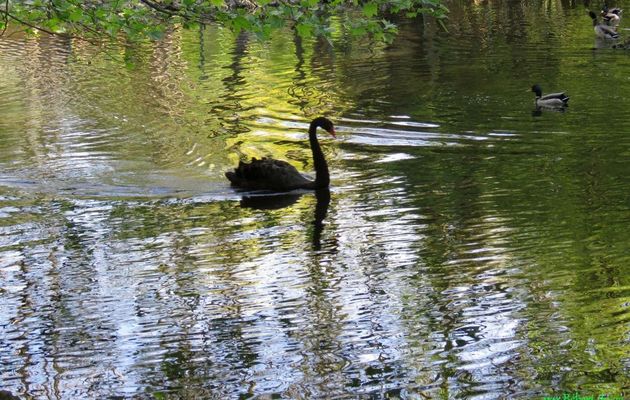 un cygne noir et ...