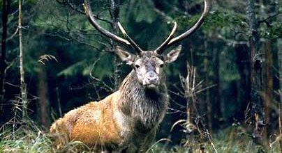 Brocéliande