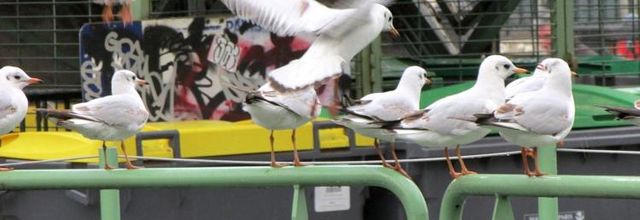 Les mouettes (A & A et Cie n° 92)