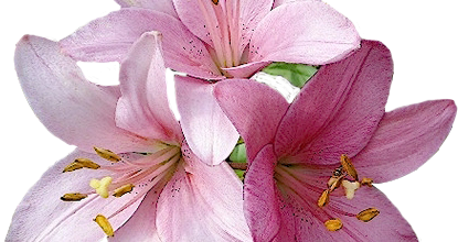 La légende de la fleur de Lys