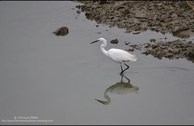 La Touque : Ma première Aigrette Garzette 