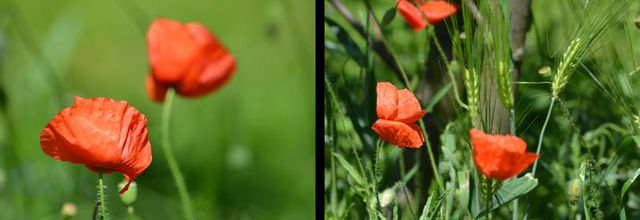 Rambouillet : Jolis coquelicots