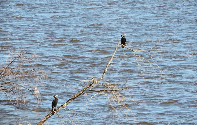 un cormorant se repose
