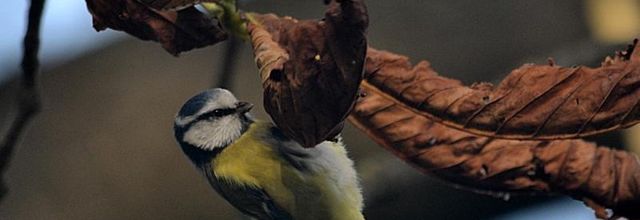 Lac des Minimes : Petite mésange bleue