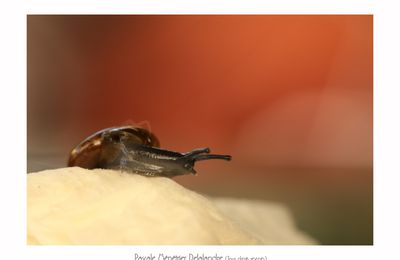 Petit escargot en vadrouille malgré la chaleur