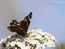 Vulcain - Vanessa atalanta - Nymphalidae