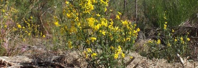 Solidago virgaurea   -   solidage verge d'or