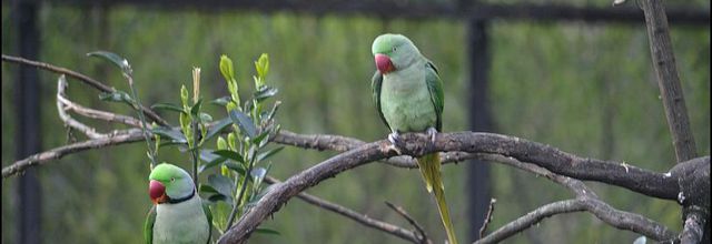 La Ménagerie, Zoo du Jardin des Plantes : La grande volière : Perruches à collier