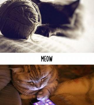 Chats d'hier et d'aujourd'hui.