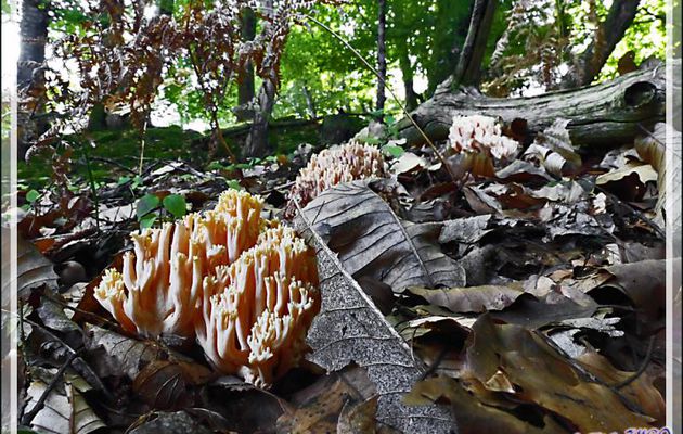 Champignon Clavaire élégante ? (Ramaria formosa ?) - Milhas - 31