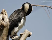 Cormoran pie