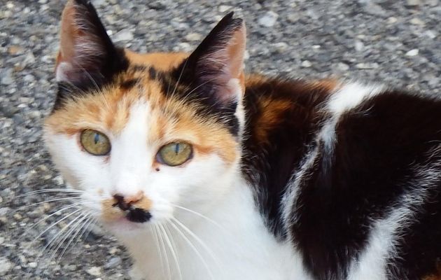 un autre beau minou