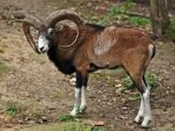 LE MOUFLON CORSE