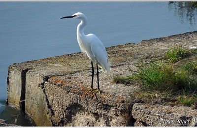 85 . Noirmoutier en l'île (2) - Jetée Jacobsen / Oiseaux