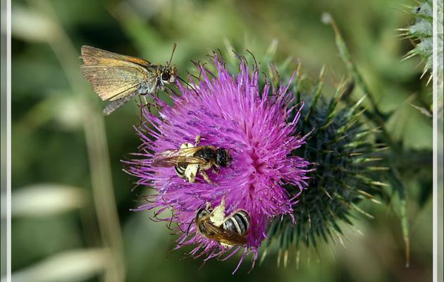 Papillon Hespérie de la houlque (Thymelicus sylvestris) et Abeilles (espèce inconnue) sur Cirse commun - Ars-en-Ré - Ile de Ré - 17