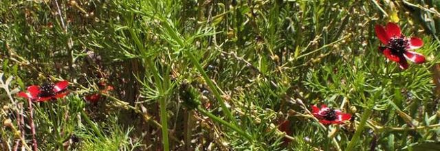 Adonis annua  -  adonis annuel - goutte de sang