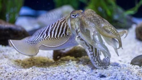 Les poulpes ont de grandes capacités de camouflage.