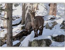 Bouquetins Ibériques (Capra Pyrenaïca)
