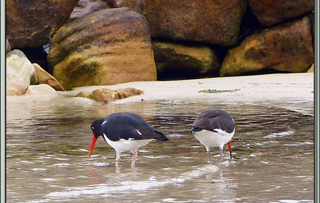 Huîtrier de Garnot (Haematopus leucopodus) - New Island - Falkland Islands, Iles Malouines, Islas Malvinas