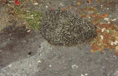 Hérissons du jardin