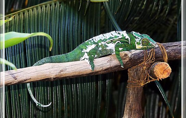 Une heure après, je retrouve ce Caméléon panthère mâle en cours de mue, Moulting of Panther chameleon (Furcifer pardalis) - Nosy Sakatia - Madagascar