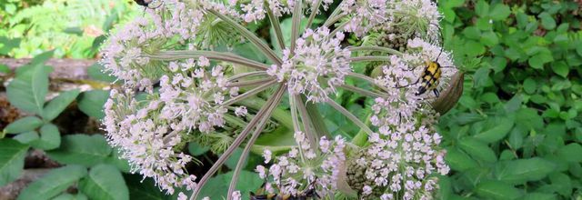insectes sur fleurs