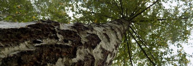 Les arbres