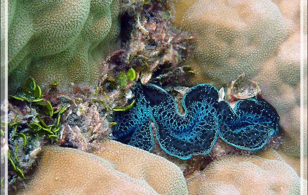 Un bleu-turquoise à faire envie de donner un baiser pour ce bénitier - Atoll de Fakarava - Tuamotu - Polynésie française
