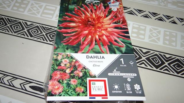 Dahlia Cactus Nain Etna