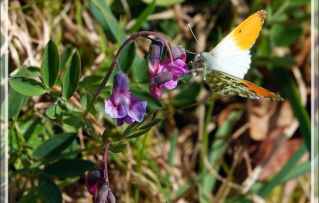 Papillon Aurore (Anthocharis cardamines) mâle puis femelle - Milhas - 31