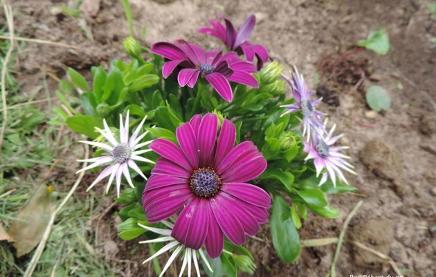 des fleurs du jardin  