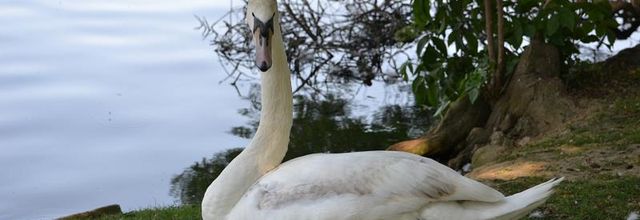 Lac Daumesnil : Le cygne tuberculé juvénile