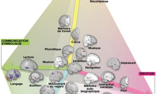 On n'est pas "cerveau droit" ou " cerveau gauche"