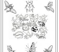 Ateliers scientifiques: les insectes du printemps