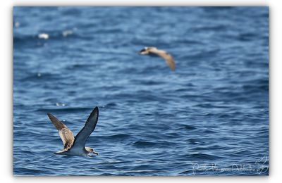 En mer, de belles rencontres...