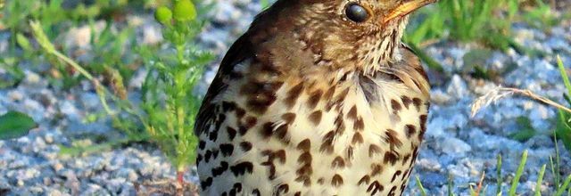 des oiseaux si beaux !