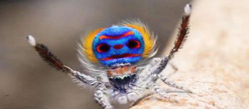 La danse des amours de l’araignée-Paon (Maratus)