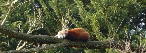 Un poème sur les pandas