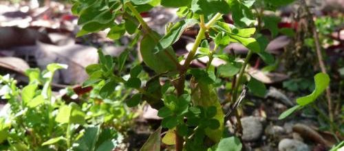 Euphorbia peplus - euphorbe des jardins