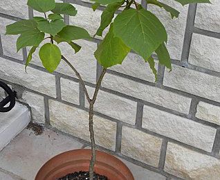 Mon bébé catalpa...