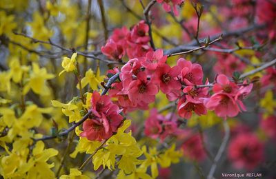 Rambouillet : Dès que le printemps revient (3)