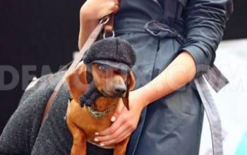 mode fashion dog london