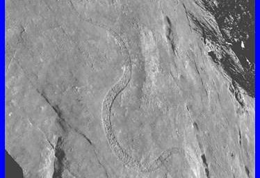 Le serpent de Pétugue