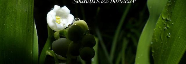 Du bonheur pour vous
