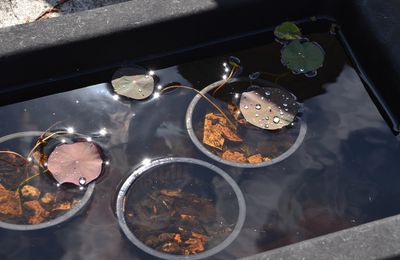 EB - Perles de pluie sur les feuilles de lotus...