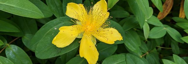 Nos fleurs du jardin - 3