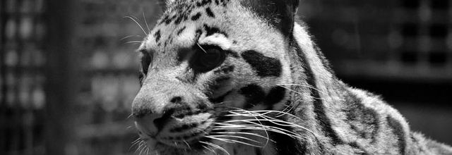 Ménagerie du Jardin des Plantes : Panthère Longibande